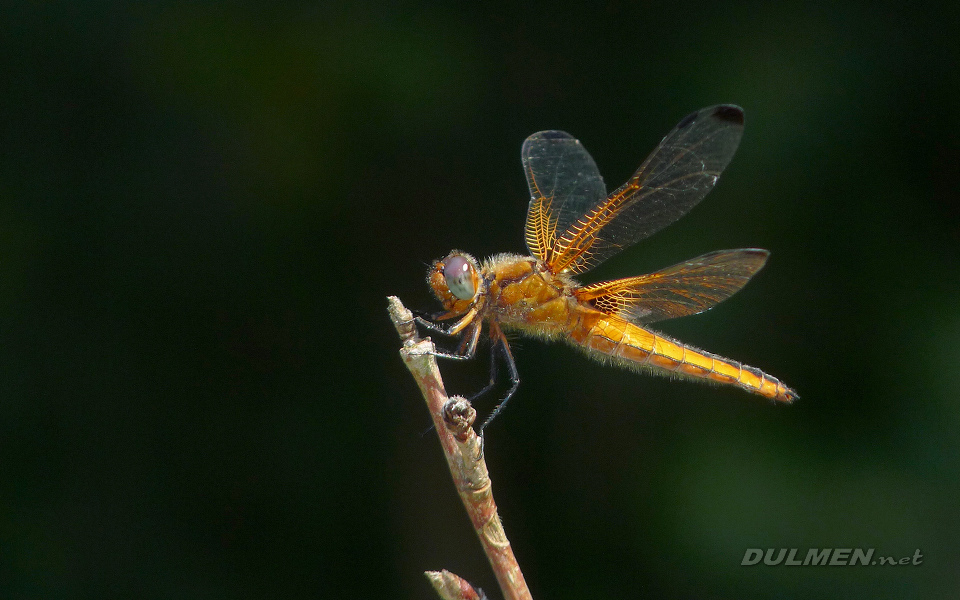 Blue Chaser (Female, Libellula fulva)